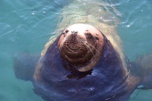 Снежная Камчатка