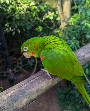 Водопады Игуасу
