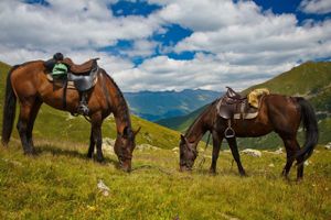 Ая - Горно-Алтайск - Барнаул
