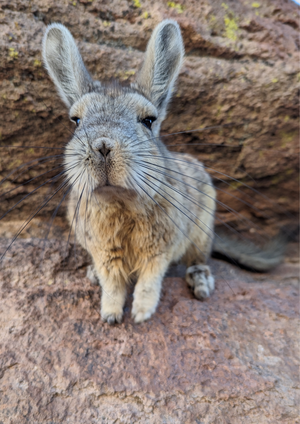 Альтиплано: лагуны, вулканы и фламинго