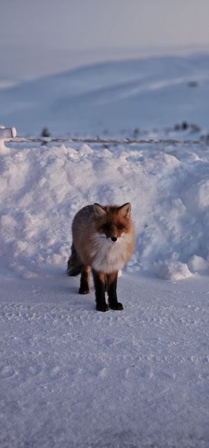 Океан Терибирка