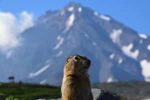 Экструзия Верблюд