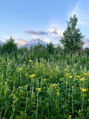 Толбачинский дол