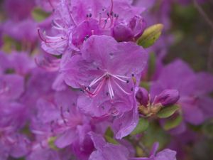 Здравствуй, маральник