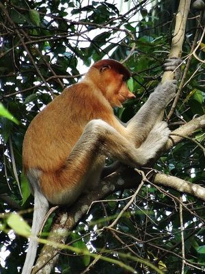 Национальный парк Бако