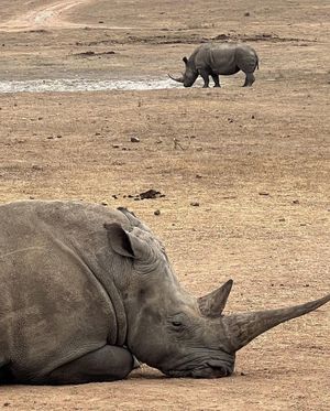 Премиум ЮАР, Зимбабве и Ботсвана