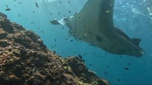 Снорклинг с Мантами! Савая бич клаб