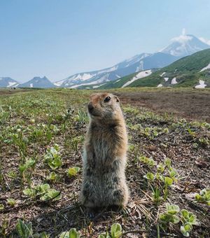 Восхождение на гору, пикник у подножия вулкана