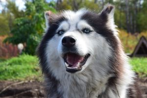 Этнодеревня