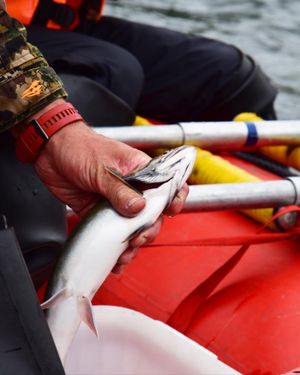 Сплав по реке Быстрой