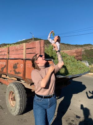 Кахетия, город любви Сигнахи, дегустация вин