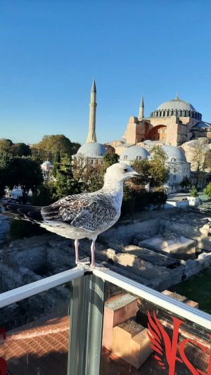 Сказочный Стамбул и Принцевы острова: 5 дней с проживанием