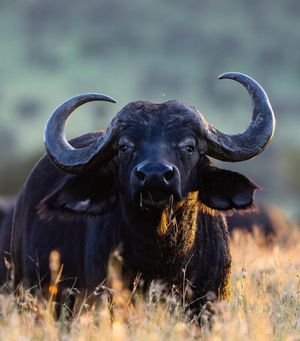 Ночь в сафари парке