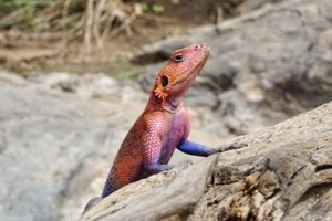 Сафари-тур в Кению: 3 нацпарка + пляжный отдых