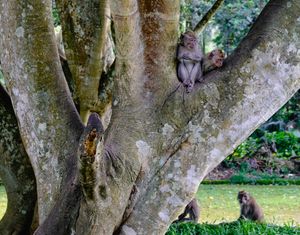 Рис, обезьяны и лучший балийский закат