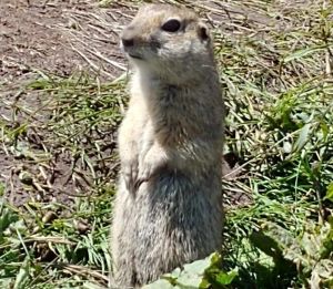 Эльбрус, Домбай, водопады и купание в термальных бассейнах
