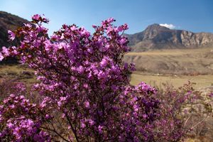 Цветение маральника 4-10 мая 2026