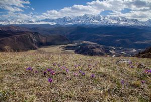 Цветение маральника 4-10 мая 2026