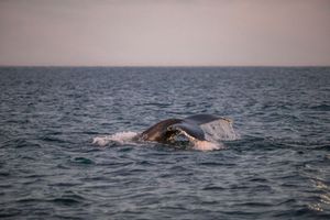 Териберка: киты, крабы, баня