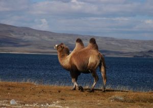 От Алтая до Монголии и обратно