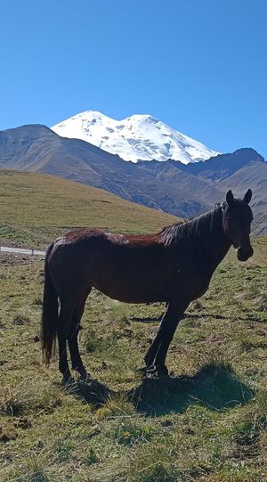 Водопады и лошадки, дегустация