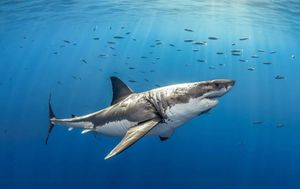 ЮАР: насыщенный тур на край света + полёт на вертолёте