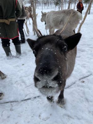 В Гости К Саамам И Оленям