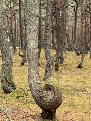 Куршская коса, Зеленоградск и замок Нессельбек