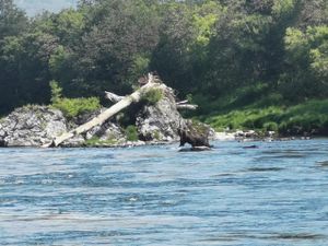 Сплав по реке Быстрая. Речная рыбалка. Гастро-обед