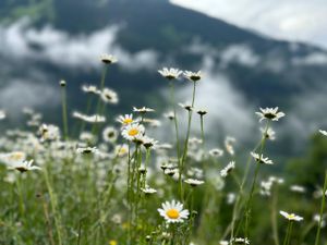 Сванетия: Горные трекинги с комфортом