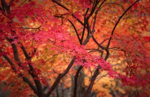 Красные клёны и императорские дворцы