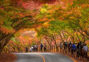 Красные клёны и императорские дворцы