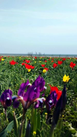 Калмыкия в пору цветения тюльпанов и Волгоград