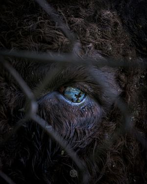 Алтай: краски, сказки