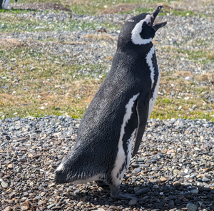 Огненная Земля: в гости к пингвинам