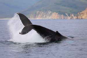 Морской поход в бухту Русская