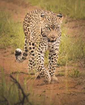 Ночь в сафари парке