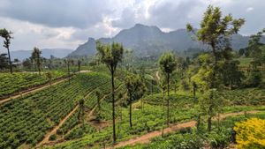 Нувара Элия - Амбулувава - Канди