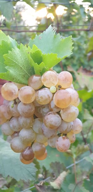 Ртвели: Праздник урожая в Грузии. Осенний тематический тур