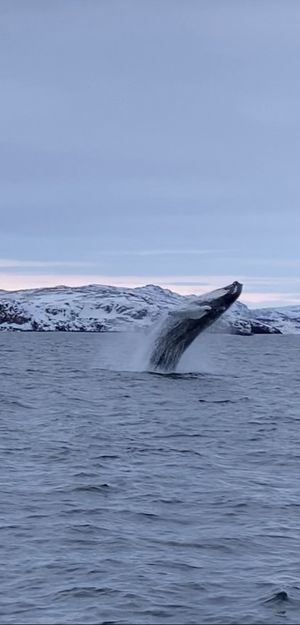 Поиск китов и северного сияния на краю света