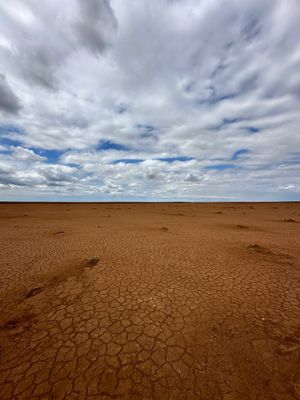 Калмыкия - родина тюльпанов