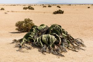 Дорога на океан