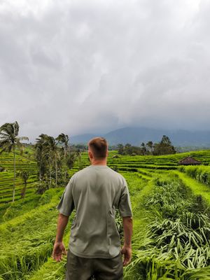 Рис, обезьяны и лучший балийский закат