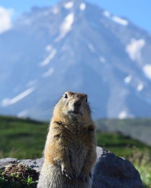 Верблюд и Халактырский пляж
