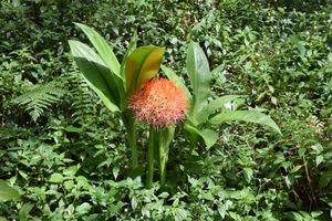 30 января. 1490 - 2980. Лес