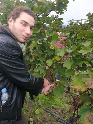 Винный тур в Кахетии