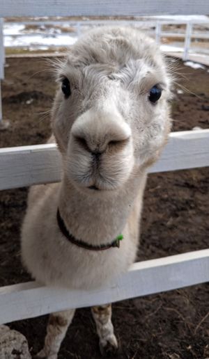 Ущелье водопадов, прогулка на лошадях и альпаки