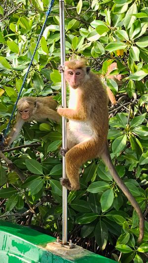 ПРИБЫТИЕ В АЭРОПОРТ КОЛОМБО