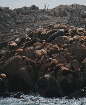 Огненная Земля: почта на краю света