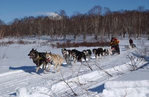 Катание на собачьих упряжках